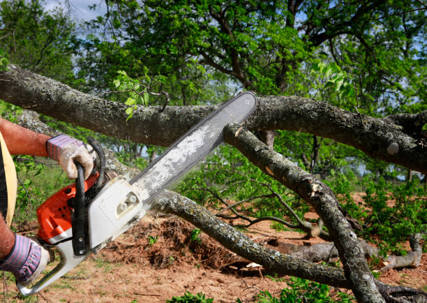 Reliable Gates Mills, OH  Tree Services Solutions